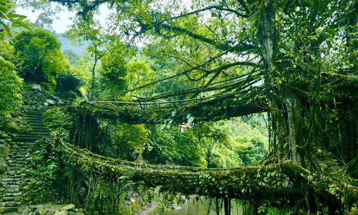 インド リビングルートブリッジ